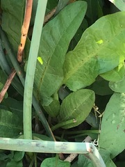 Limonium californicum