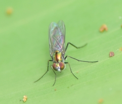 Plagioneurus univittatus