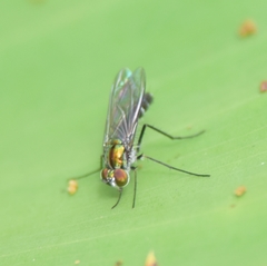 Plagioneurus univittatus