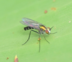 Plagioneurus univittatus