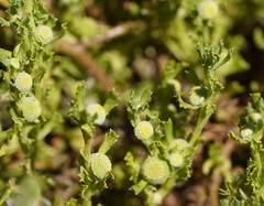 Centipeda cunninghamii