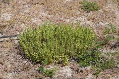 Centipeda cunninghamii