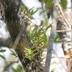 Epidendrum rigidum