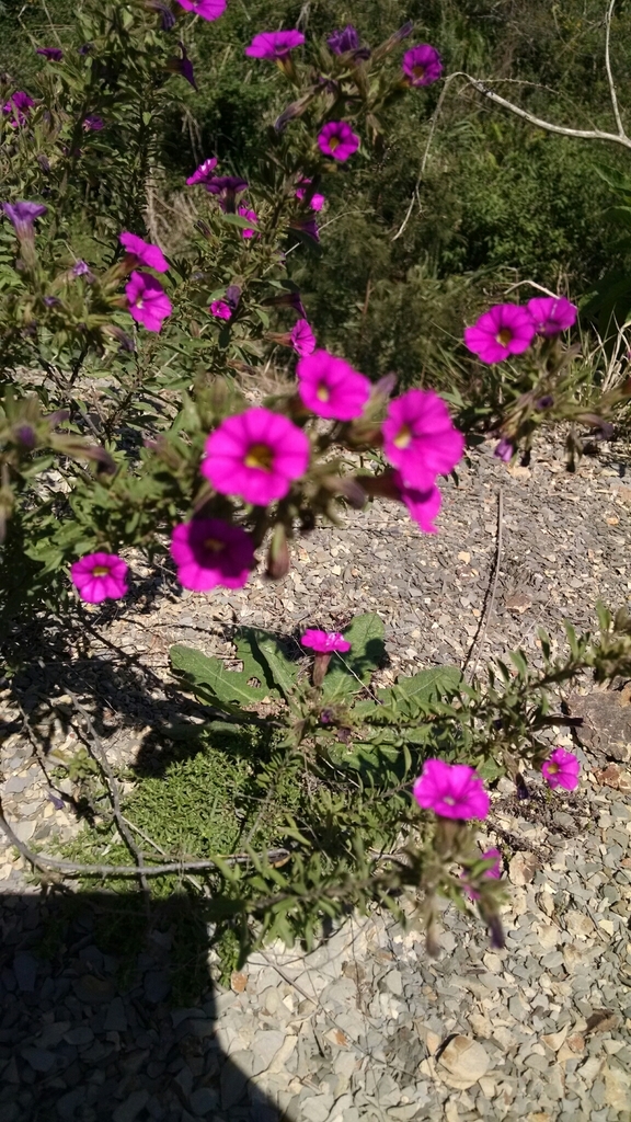 Calibrachoa linoides