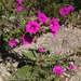 Calibrachoa linoides - Photo (c) Lucas C. Wheeler, some rights reserved (CC BY-NC), uploaded by Lucas C. Wheeler