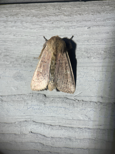 False Wainscot photo 4