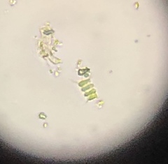 Scenedesmaceae