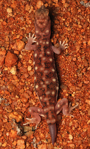 Western Beaked Gecko, Rhynchoedura ornata