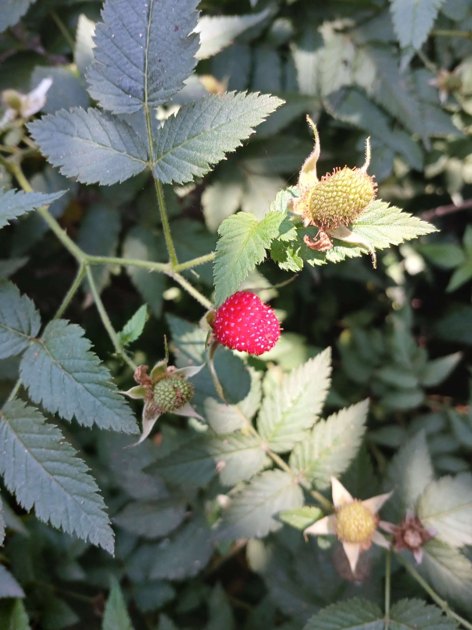 Rubus rosifolius