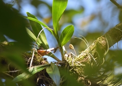 Polystachya concreta