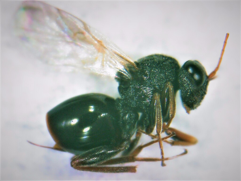 Synergus hayneanus
