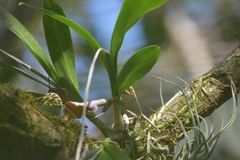 Polystachya concreta