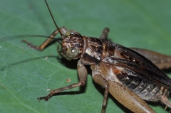 Cardiodactylus borneoe