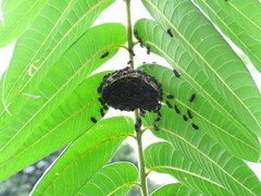 Brachygastra scutellaris