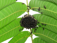 Brachygastra scutellaris