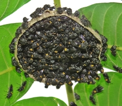 Brachygastra scutellaris