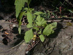 Geum virginianum