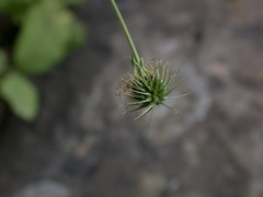 Geum virginianum