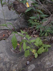 Geum virginianum