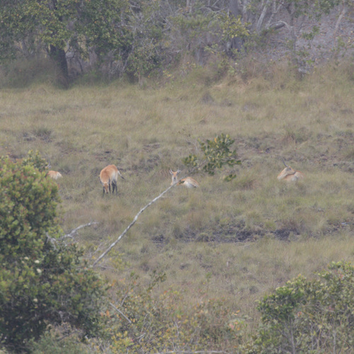 Lechwe