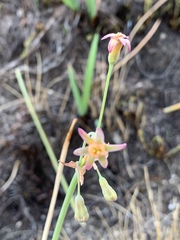 Tulbaghia ludwigiana