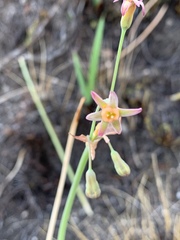 Tulbaghia ludwigiana