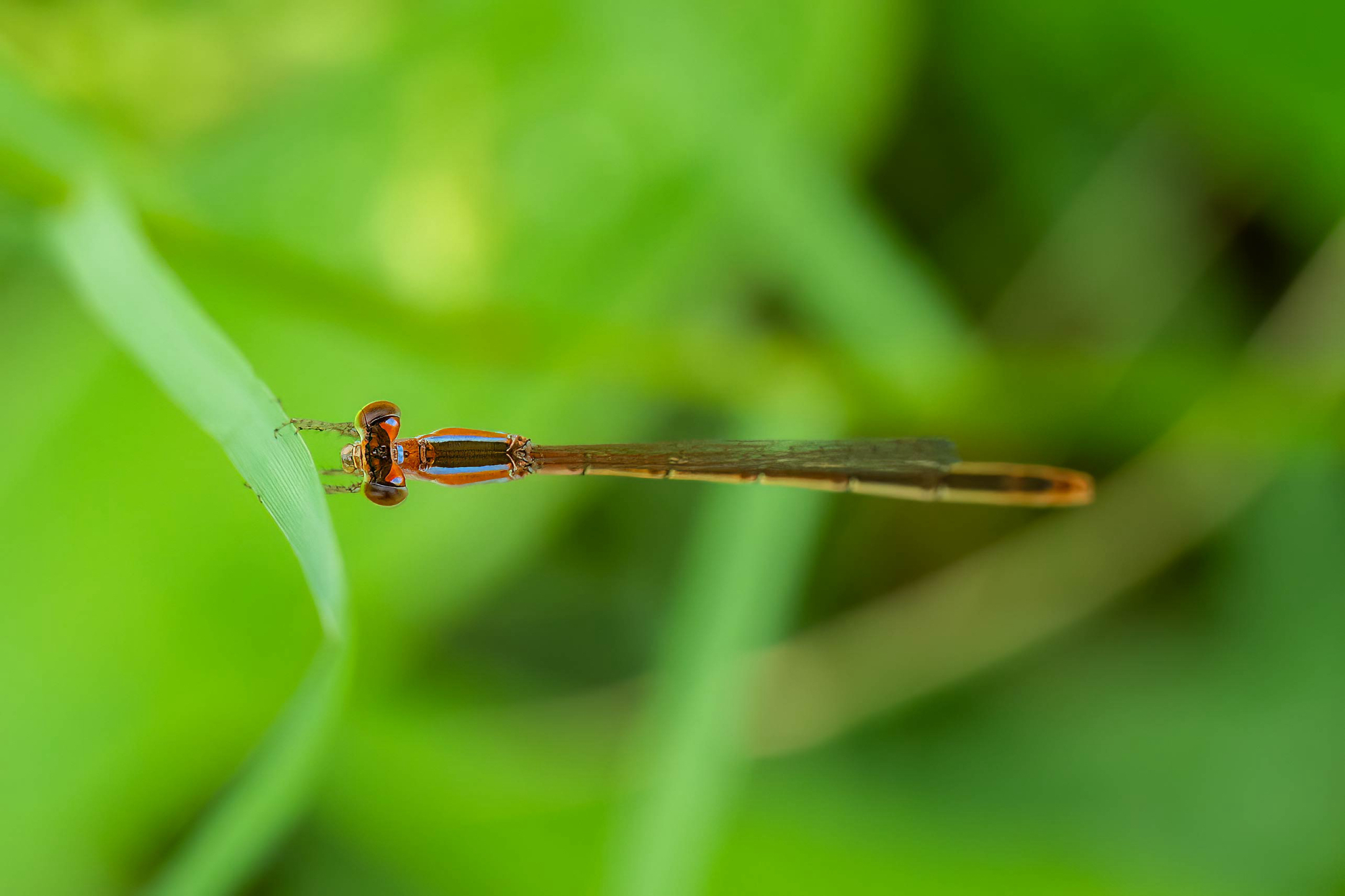 Pygmy Dartlet