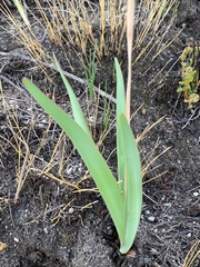 Tulbaghia ludwigiana