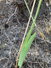 Tulbaghia ludwigiana