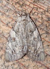 Catocala subnata