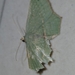 Traminda mundissima