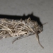 Spodoptera litura