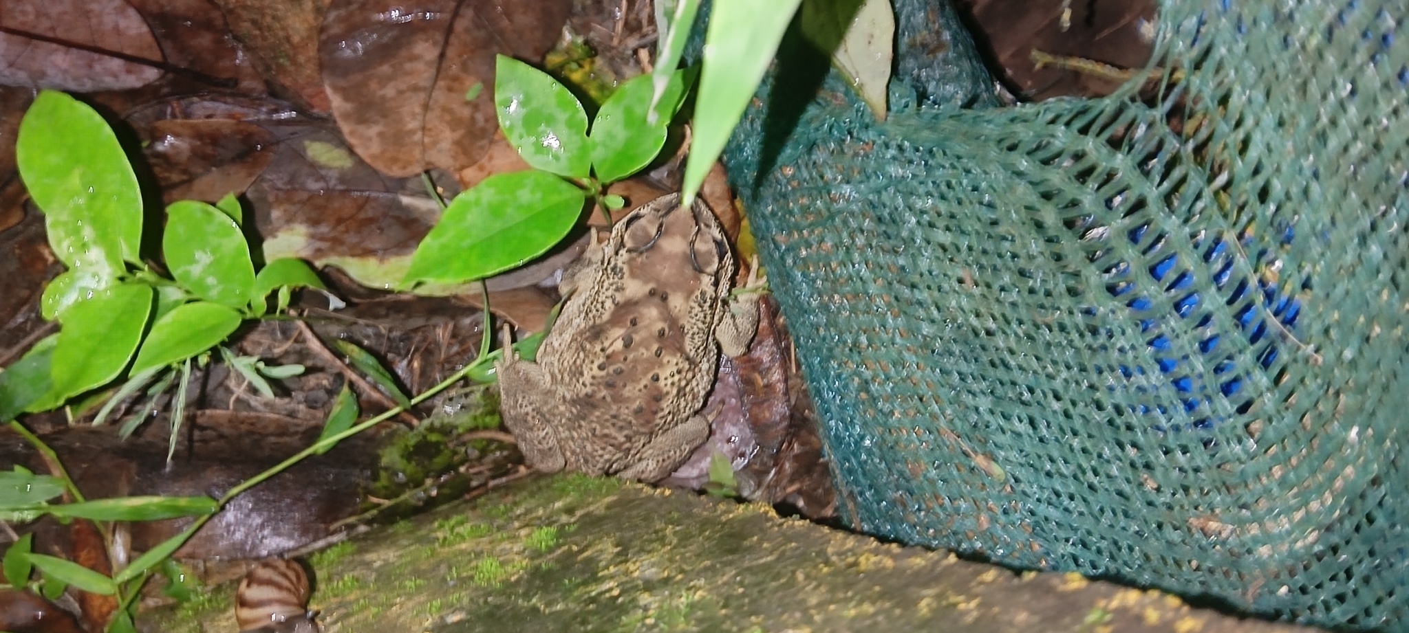 Indian Common True Toad