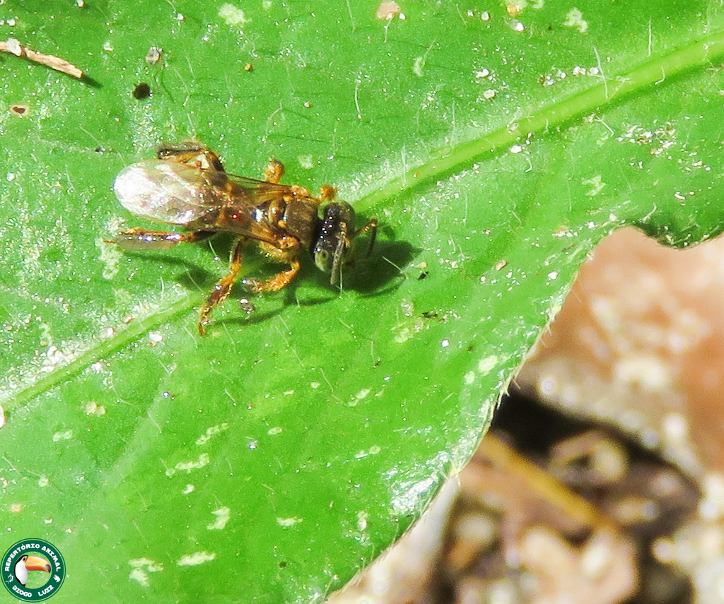 Tetragona dorsalis