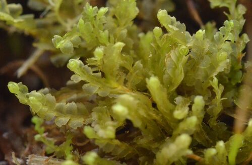 Harpanthus flotovianus, 2025-07-20