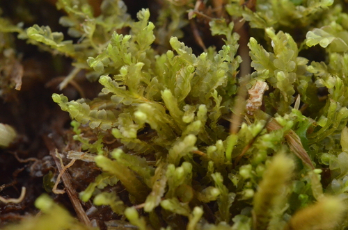 Harpanthus flotovianus