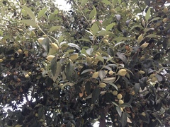 Lagunaria patersonia