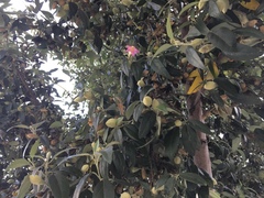 Lagunaria patersonia