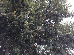 Lagunaria patersonia