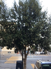 Lagunaria patersonia