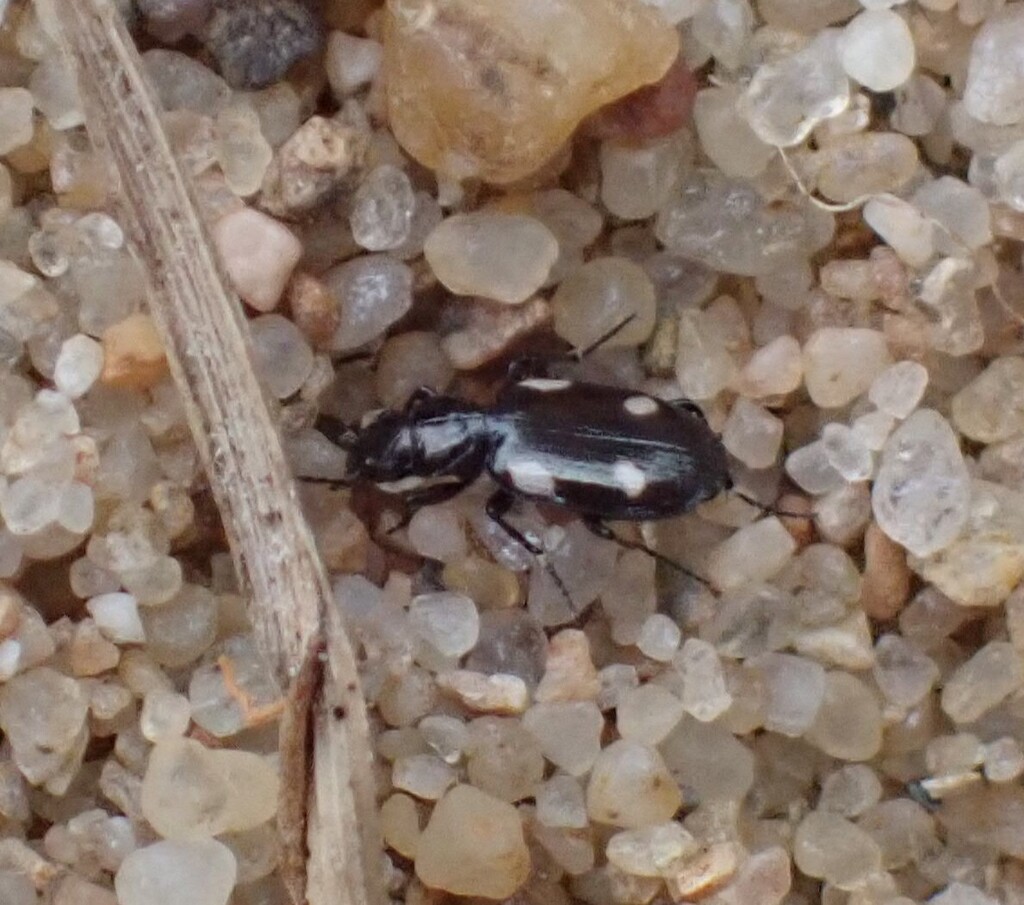 River shingle ground beetle