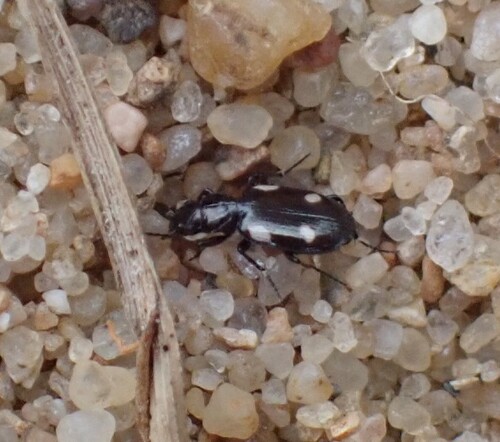 River shingle ground beetle