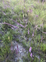 Liatris quadriflora