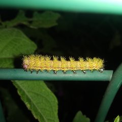 Lepidoptera