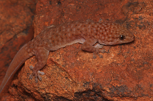 Medium Pilbara Spotted Rock Gehyra, Gehyra media