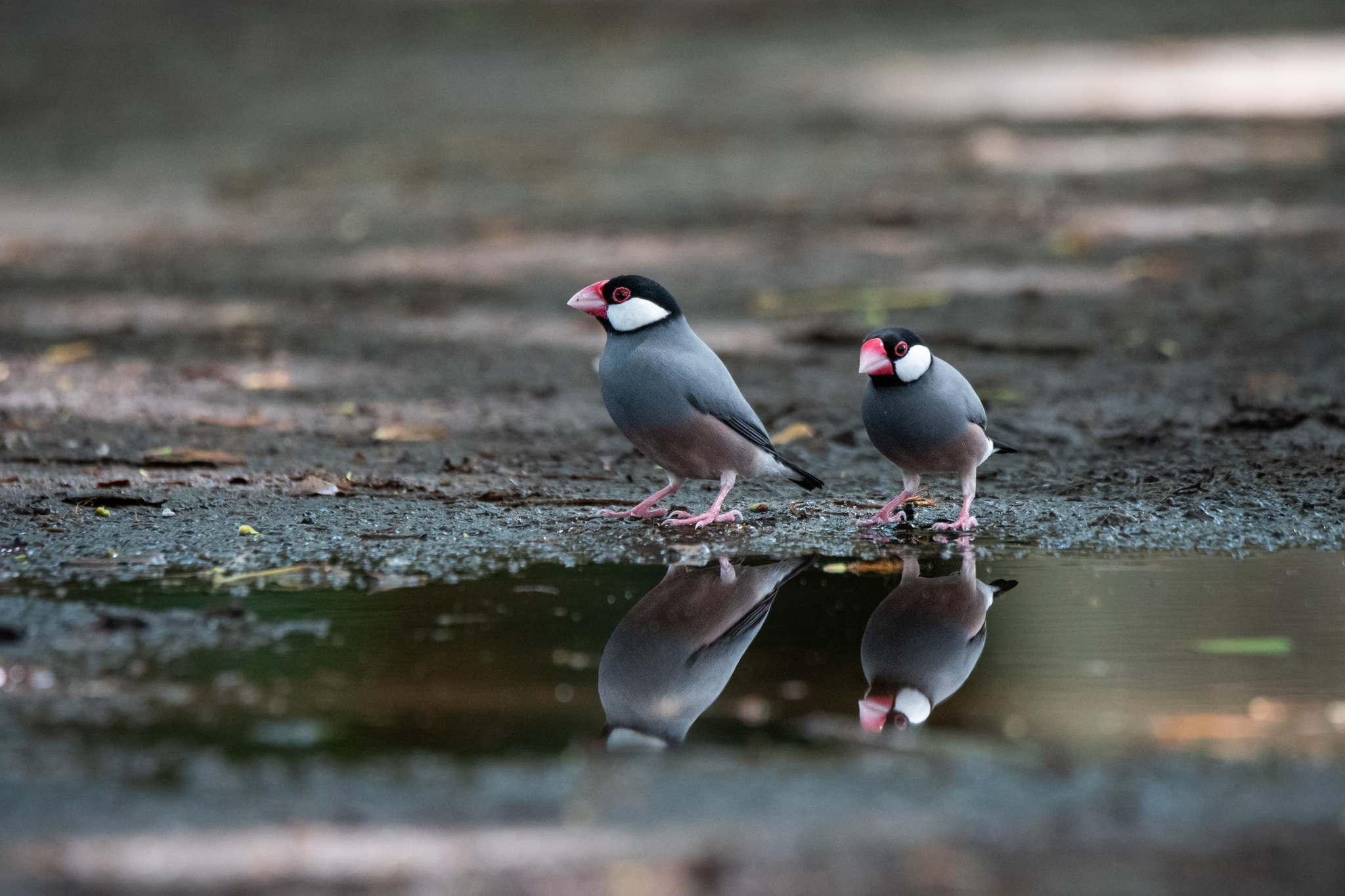 Java Sparrow
