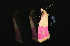 Cochylis rosaria