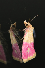 Cochylis rosaria