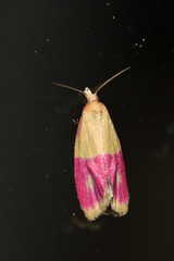 Cochylis rosaria