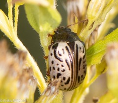 Calligrapha philadelphica